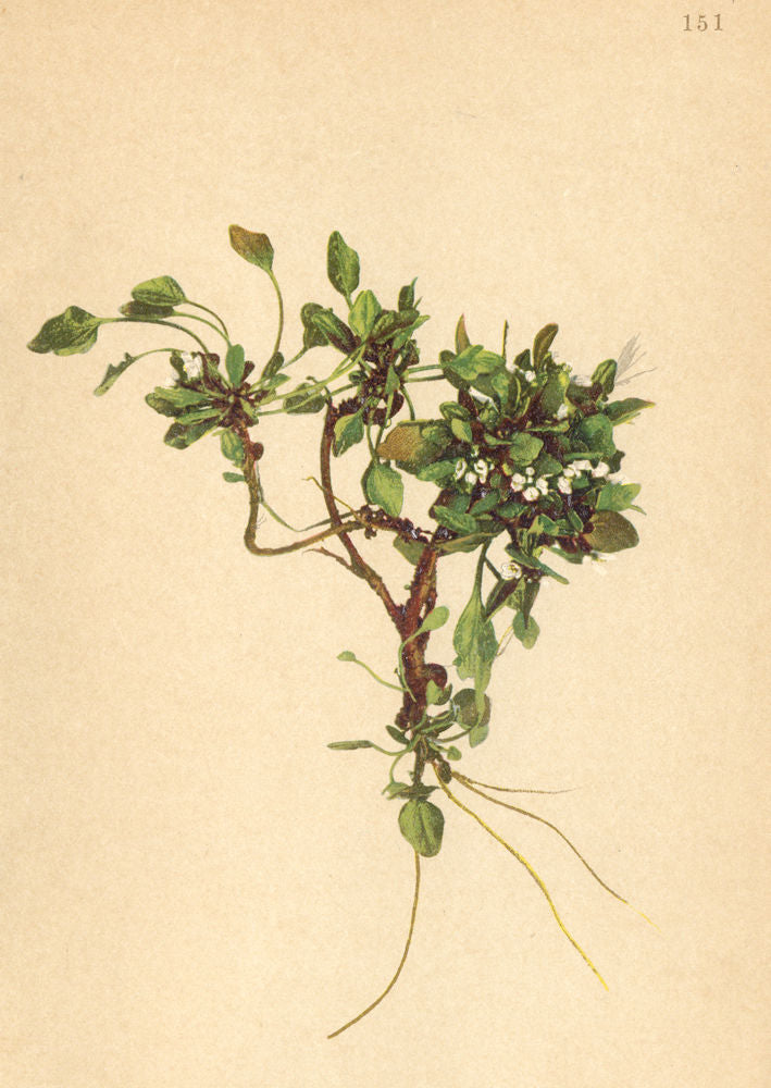 ALPENFLORA ALPINE FLOWERS. Cardamine alpina W-Alpen-Schaumkraut 1897 old print